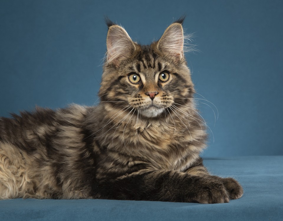 Brown Classic Tabby Maine Coons Archives - GGLegacyGGLegacy